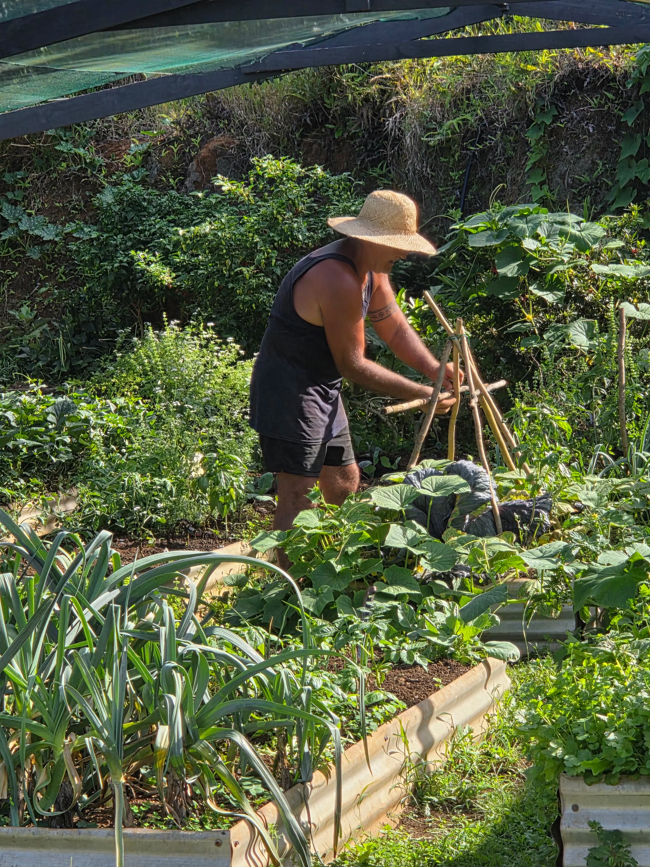 A person in a wide-brimmed straw hat tending vegetables in a garden