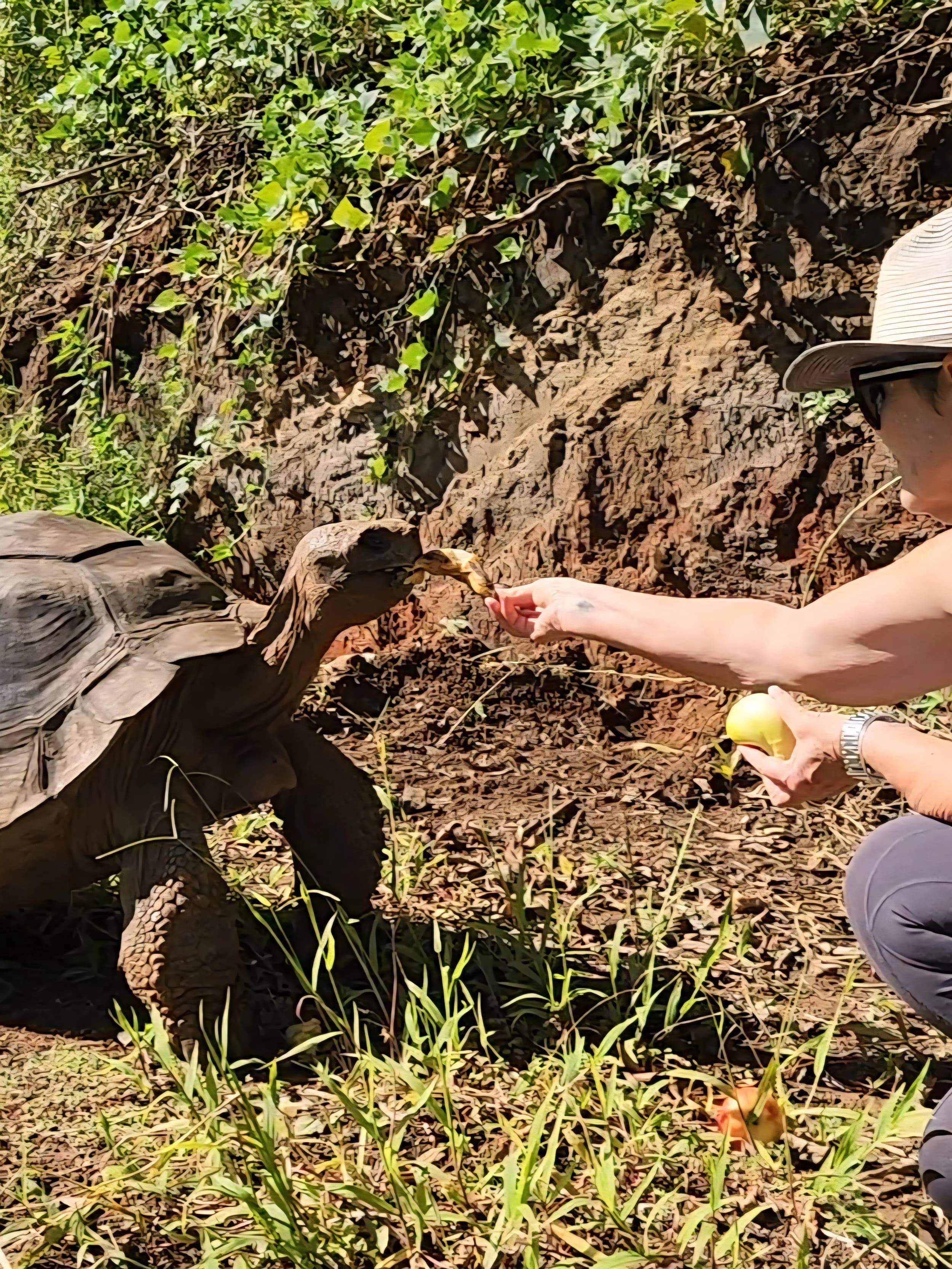 A giant tortoise being hand-fed fruit