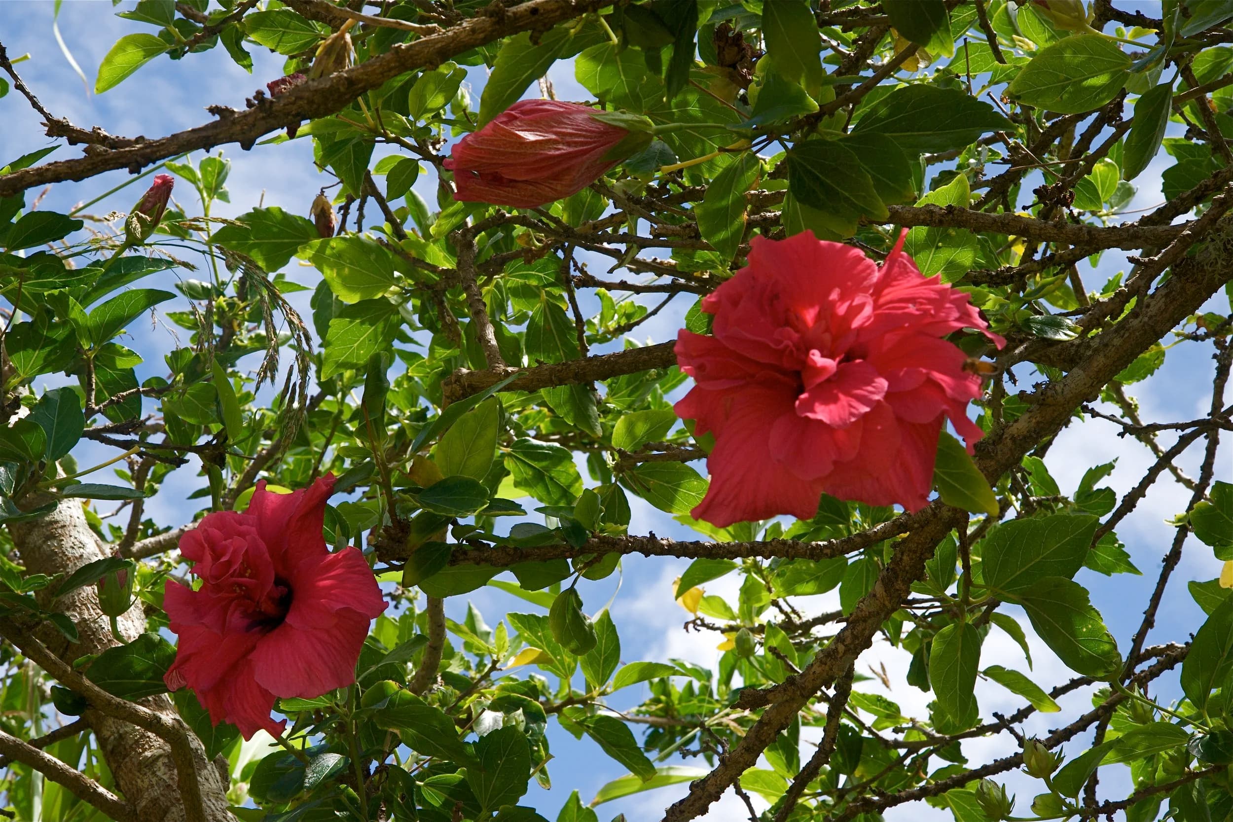 Red hibiscus flowers on a branch against a blue sky