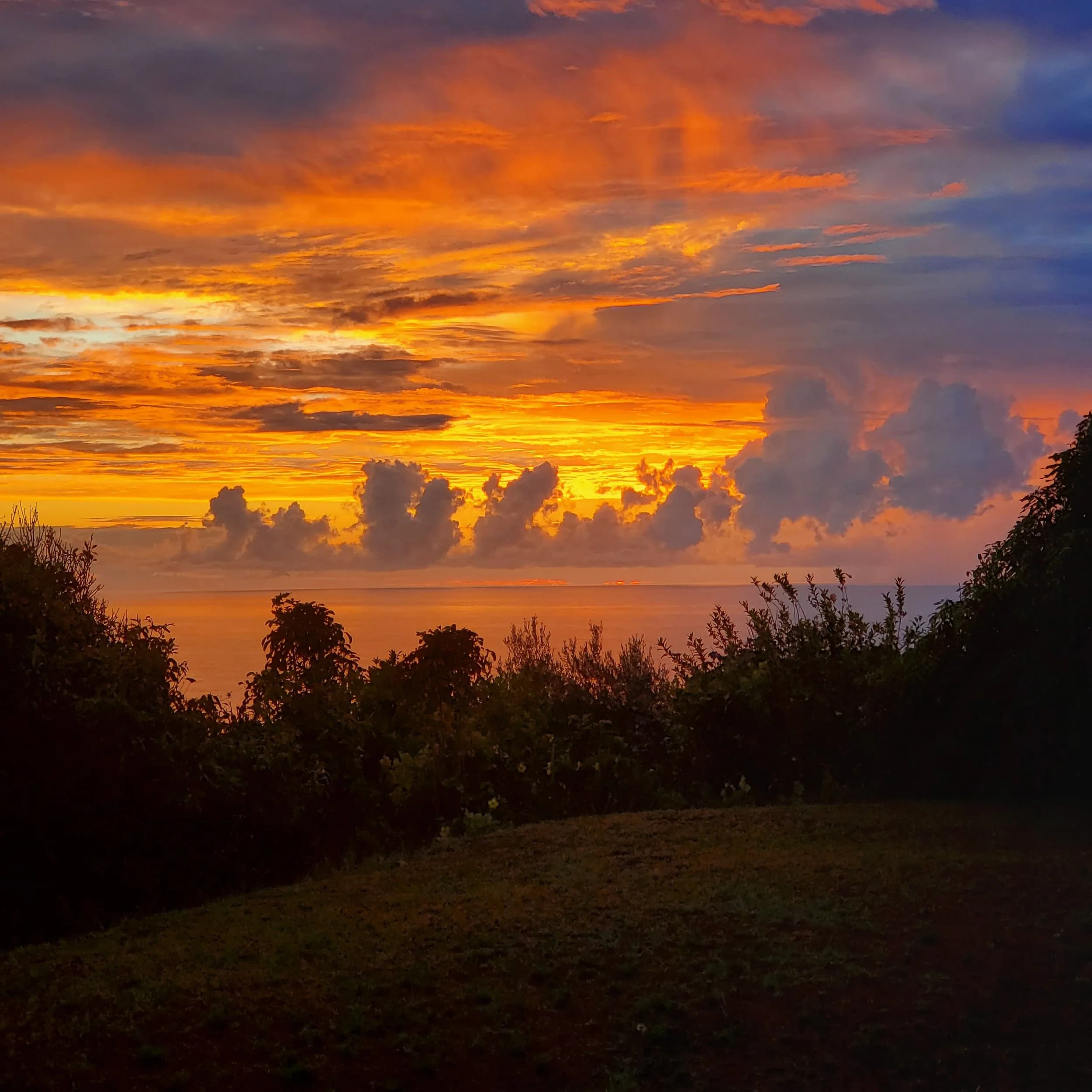 An orange and violet sunrise over the sea, seen across dark island bush